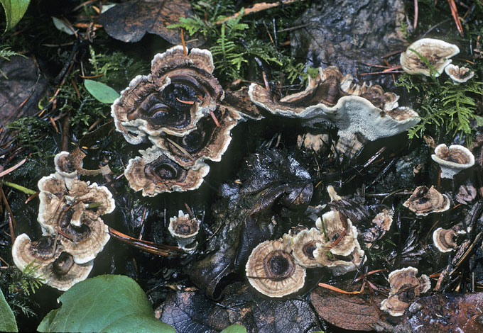 Phellodon tomentosus